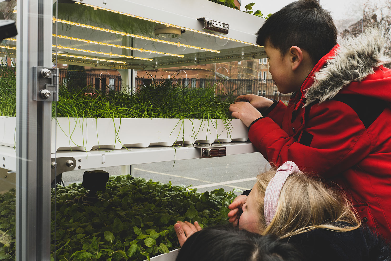 Dandelion: IoT in schools